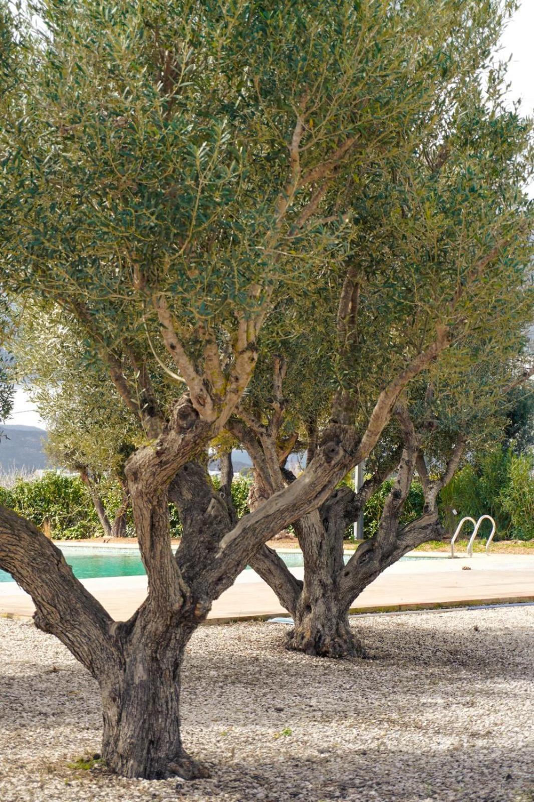 Hotel Finca Olivar بينيسا المظهر الخارجي الصورة